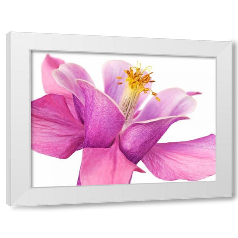 Dark columbine close-up White Modern Wood Framed Art Print by Krahmer, Frank