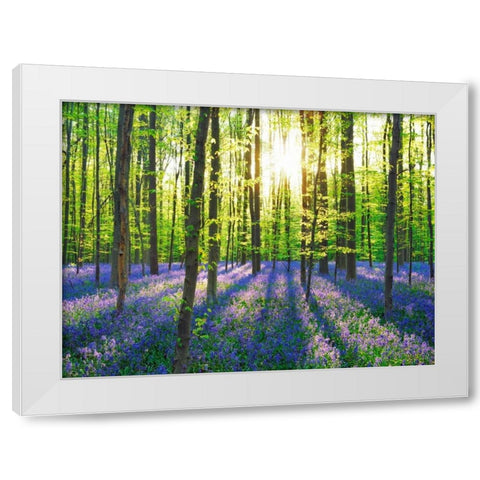 Beech forest with bluebells, Belgium White Modern Wood Framed Art Print by Krahmer, Frank