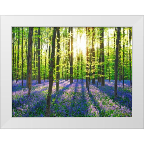 Beech forest with bluebells, Belgium White Modern Wood Framed Art Print by Krahmer, Frank
