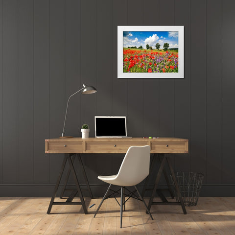 Poppies and vicias in meadow, Mecklenburg Lake District, Germany White Modern Wood Framed Art Print by Krahmer, Frank