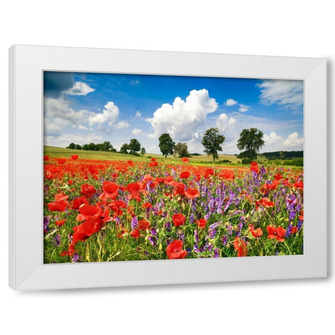 Poppies and vicias in meadow, Mecklenburg Lake District, Germany White Modern Wood Framed Art Print by Krahmer, Frank