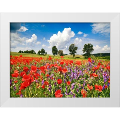 Poppies and vicias in meadow, Mecklenburg Lake District, Germany White Modern Wood Framed Art Print by Krahmer, Frank