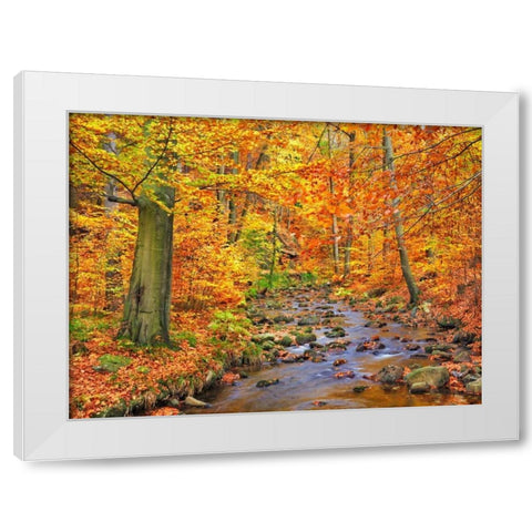Beech forest in autumn, Ilse Valley, Germany White Modern Wood Framed Art Print by Krahmer, Frank