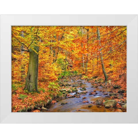 Beech forest in autumn, Ilse Valley, Germany White Modern Wood Framed Art Print by Krahmer, Frank