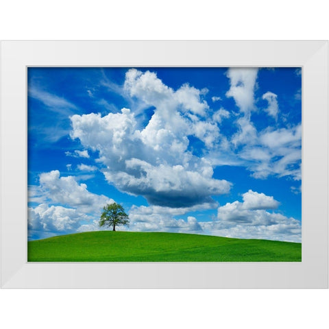 Oak and clouds, Bavaria, Germany White Modern Wood Framed Art Print by Frank, Krahmer