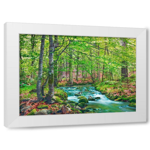 Forest brook through beech forest- Bavaria- Germany White Modern Wood Framed Art Print by Krahmer, Frank