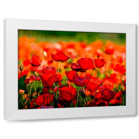 Dominante rossa White Modern Wood Framed Art Print by Ferrua, Fulvio