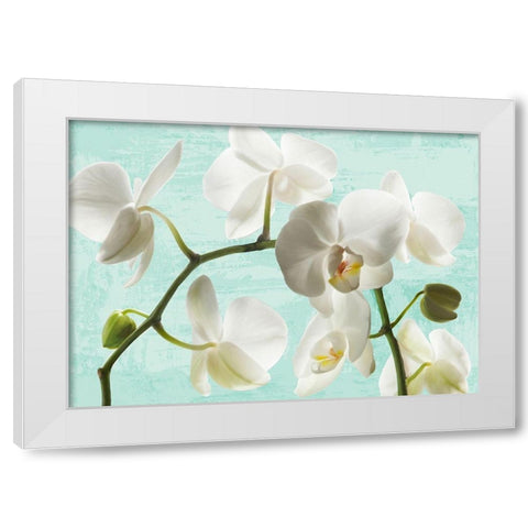 Celadon Orchids White Modern Wood Framed Art Print by Jenny, Thomlinson