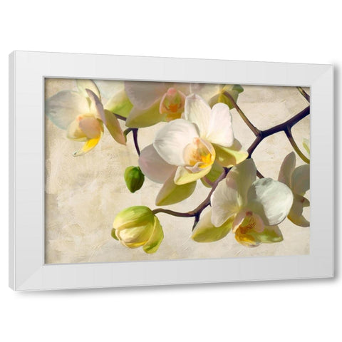 Orchid in the sun White Modern Wood Framed Art Print by Villa, Luca