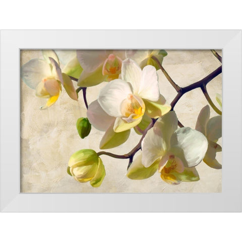 Orchid in the sun White Modern Wood Framed Art Print by Villa, Luca