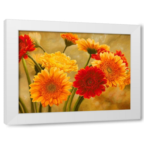 Gerbere nel sole White Modern Wood Framed Art Print by Biffi, Serena