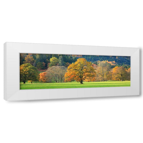 Mixed trees in autumn colour Scotland White Modern Wood Framed Art Print by Anonymous