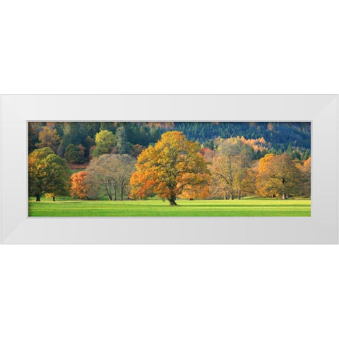 Mixed trees in autumn colour Scotland White Modern Wood Framed Art Print by Anonymous
