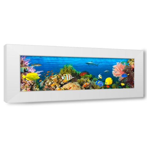 Life in the Coral Reef- Maldives White Modern Wood Framed Art Print by Pangea Images