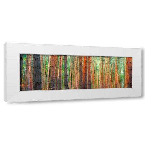 Colors of the Woods White Modern Wood Framed Art Print by Pangea Images