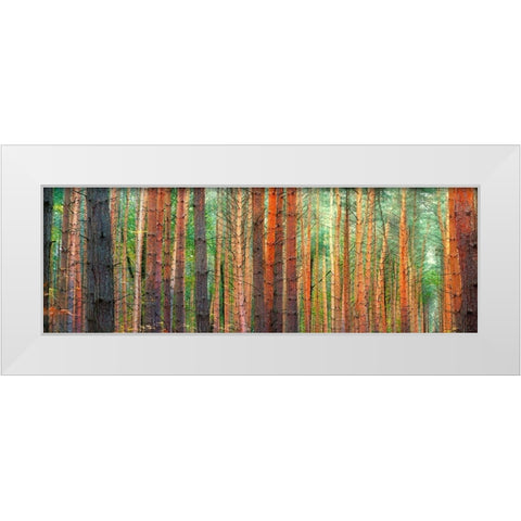 Colors of the Woods White Modern Wood Framed Art Print by Pangea Images