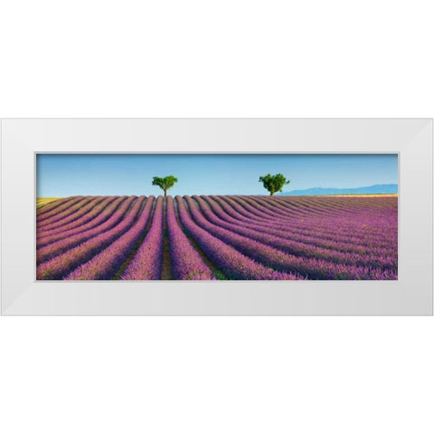 Lavender field, Provence, France White Modern Wood Framed Art Print by Krahmer, Frank