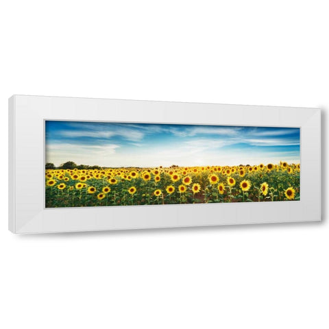 Sunflower field, Plateau Valensole, Provence, France White Modern Wood Framed Art Print by Krahmer, Frank