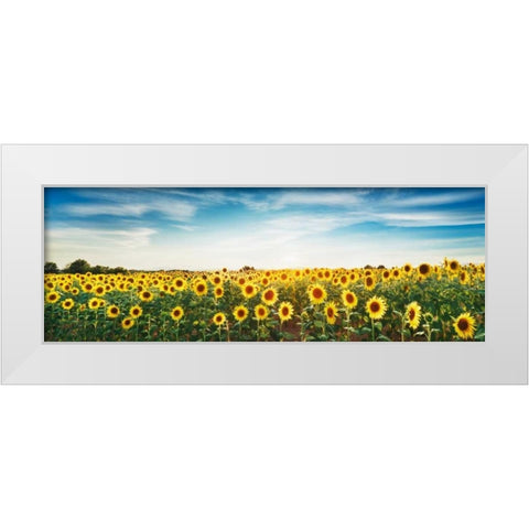 Sunflower field, Plateau Valensole, Provence, France White Modern Wood Framed Art Print by Krahmer, Frank