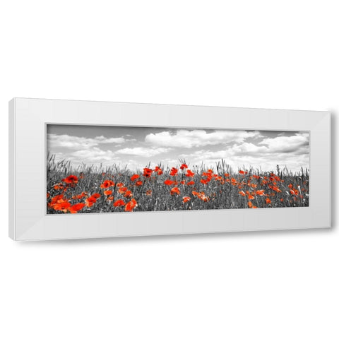 Poppies in corn field, Bavaria, Germany White Modern Wood Framed Art Print by Krahmer, Frank