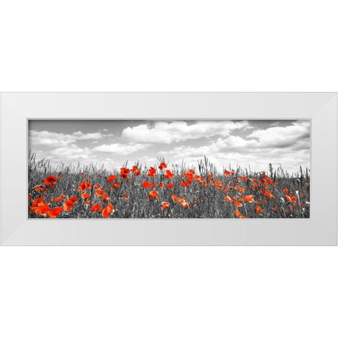 Poppies in corn field, Bavaria, Germany White Modern Wood Framed Art Print by Krahmer, Frank