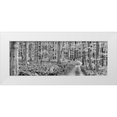 Beech forest, Germany White Modern Wood Framed Art Print by Krahmer, Frank