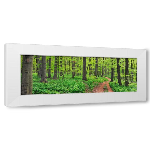 Beech forest, Germany White Modern Wood Framed Art Print by Krahmer, Frank