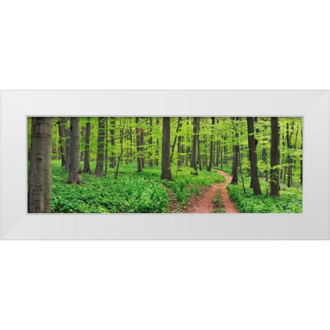 Beech forest, Germany White Modern Wood Framed Art Print by Krahmer, Frank