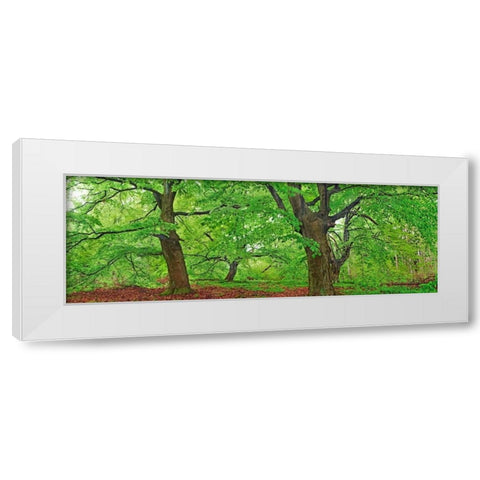 European beech, Kellerwald, Germany White Modern Wood Framed Art Print by Krahmer, Frank