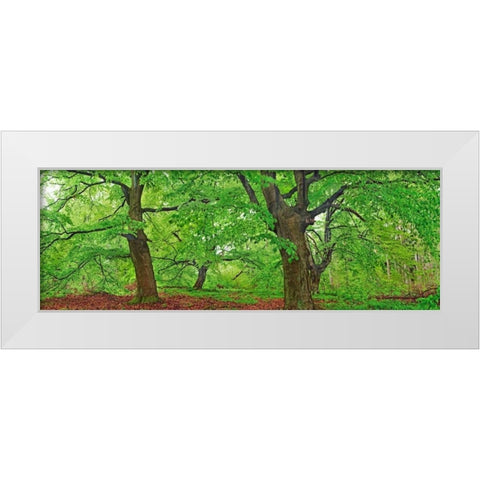 European beech, Kellerwald, Germany White Modern Wood Framed Art Print by Krahmer, Frank