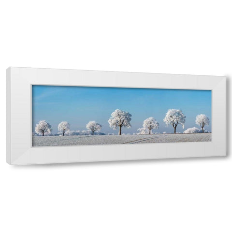 Alley tree with frost, Bavaria, Germany White Modern Wood Framed Art Print by Krahmer, Frank