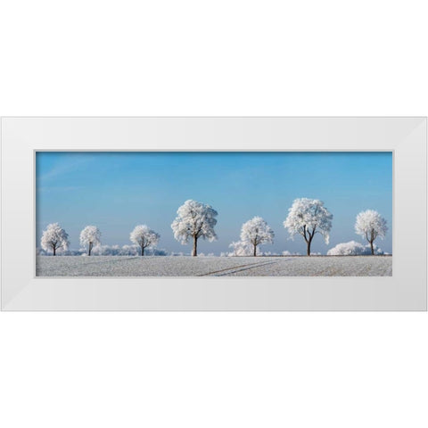 Alley tree with frost, Bavaria, Germany White Modern Wood Framed Art Print by Krahmer, Frank