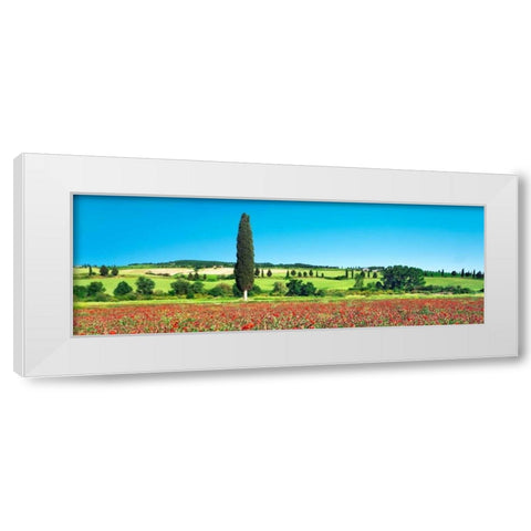 Cypress in poppy field, Tuscany, Italy White Modern Wood Framed Art Print by Krahmer, Frank