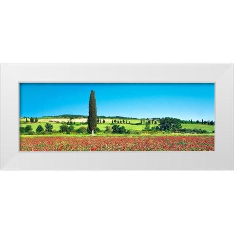 Cypress in poppy field, Tuscany, Italy White Modern Wood Framed Art Print by Krahmer, Frank