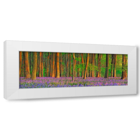 Beech forest with bluebells, Hampshire, England White Modern Wood Framed Art Print by Krahmer, Frank