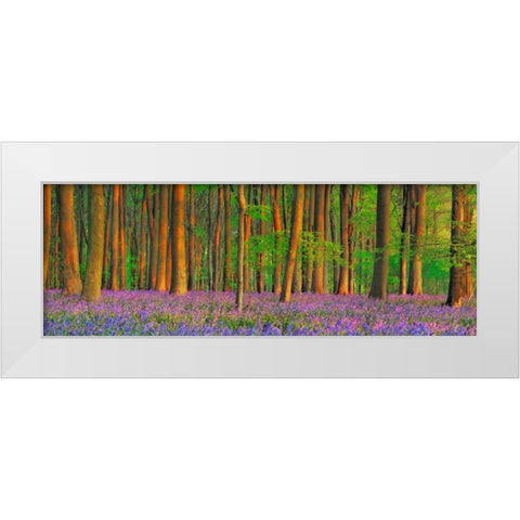 Beech forest with bluebells, Hampshire, England White Modern Wood Framed Art Print by Krahmer, Frank