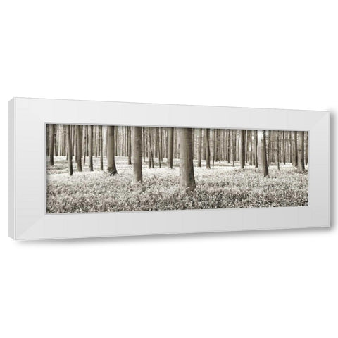 Beech forest with bluebells, Belgium White Modern Wood Framed Art Print by Krahmer, Frank