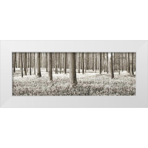 Beech forest with bluebells, Belgium White Modern Wood Framed Art Print by Krahmer, Frank