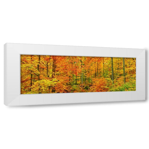 Beech forest in autumn, Kassel, Germany White Modern Wood Framed Art Print by Krahmer, Frank