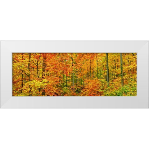 Beech forest in autumn, Kassel, Germany White Modern Wood Framed Art Print by Krahmer, Frank