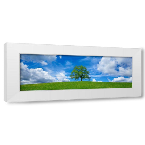 Oak and clouds, Bavaria, Germany White Modern Wood Framed Art Print by Frank, Krahmer
