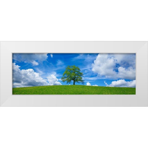 Oak and clouds, Bavaria, Germany White Modern Wood Framed Art Print by Frank, Krahmer