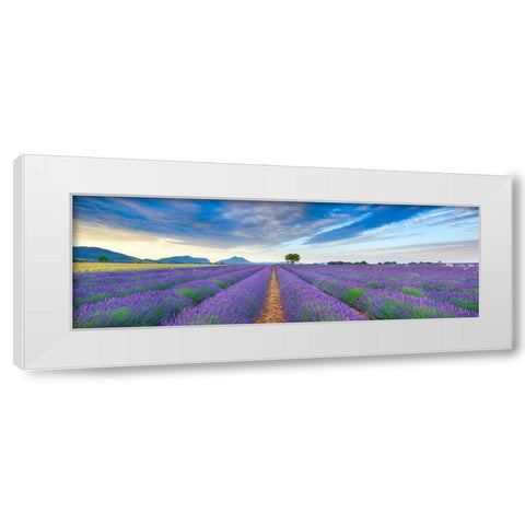Lavender field, France White Modern Wood Framed Art Print by Frank, Krahmer