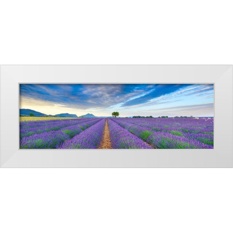 Lavender field, France White Modern Wood Framed Art Print by Frank, Krahmer
