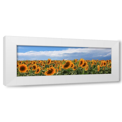 Girasoli in Val DOrcia White Modern Wood Framed Art Print by Fulvio, Ferrua
