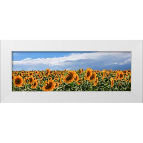 Girasoli in Val DOrcia White Modern Wood Framed Art Print by Fulvio, Ferrua