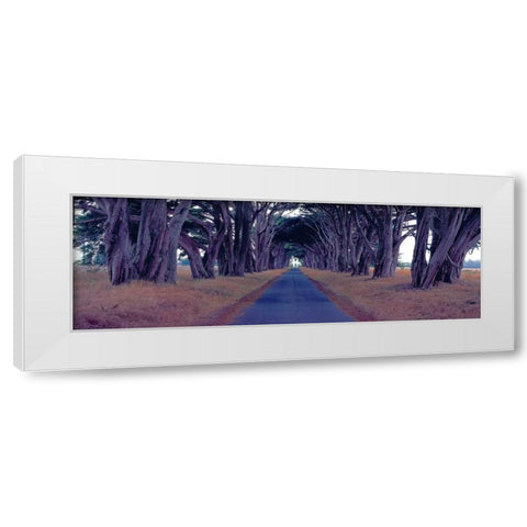 Monterey Cypress Trees Point Reyes California White Modern Wood Framed Art Print by Berenholtz, Richard