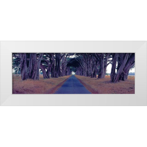 Monterey Cypress Trees Point Reyes California White Modern Wood Framed Art Print by Berenholtz, Richard