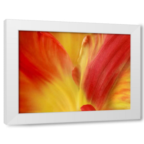 Tulipa White Modern Wood Framed Art Print by Michal, Susan