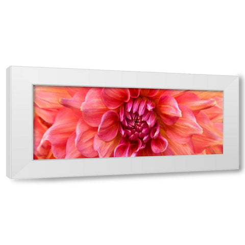 Perfect Dahlia  White Modern Wood Framed Art Print by Michal, Susan